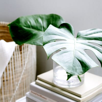 What's Next for Embedded Insurance?